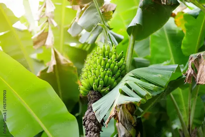 Raw Banana: Ayurveda Benefits, Uses & Side Effects